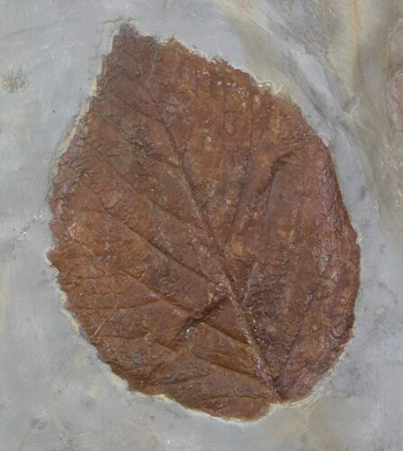 Detailed Fossil Leaf (Beringiaphyllum) - Montana #37211